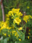 油菜花