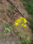 油菜花