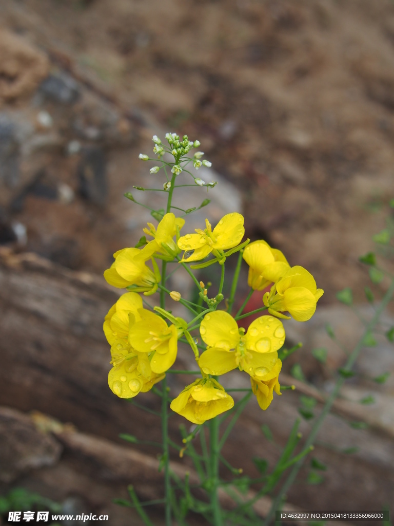 油菜花