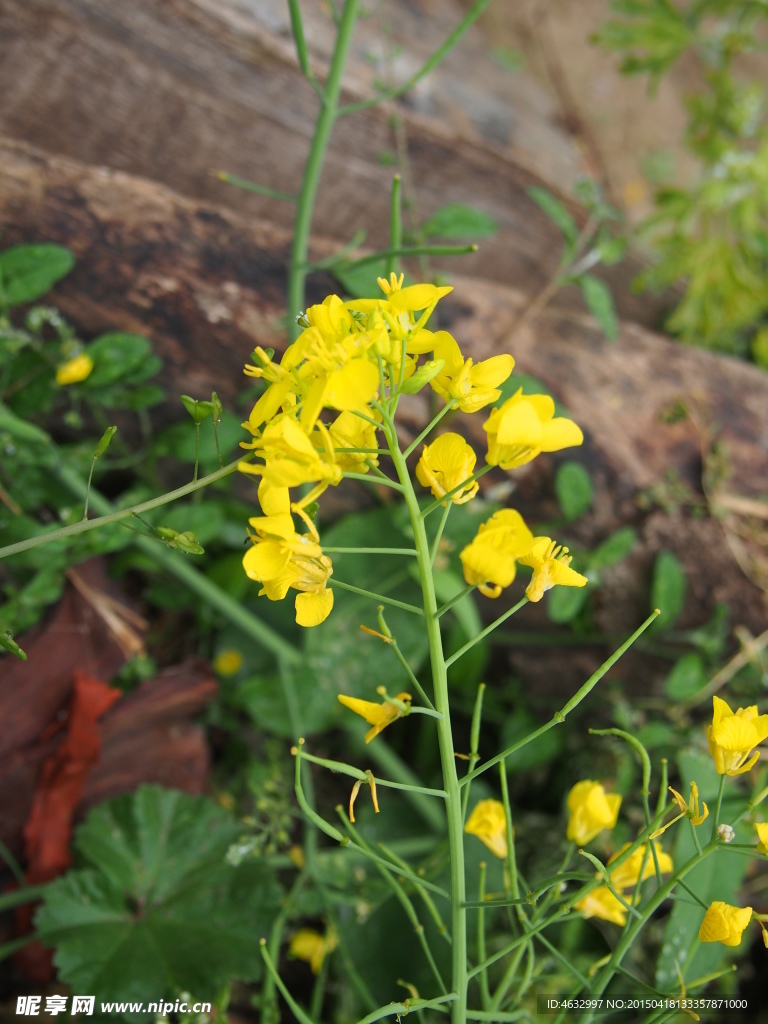 油菜花
