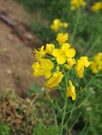 油菜花