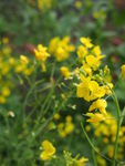 油菜花