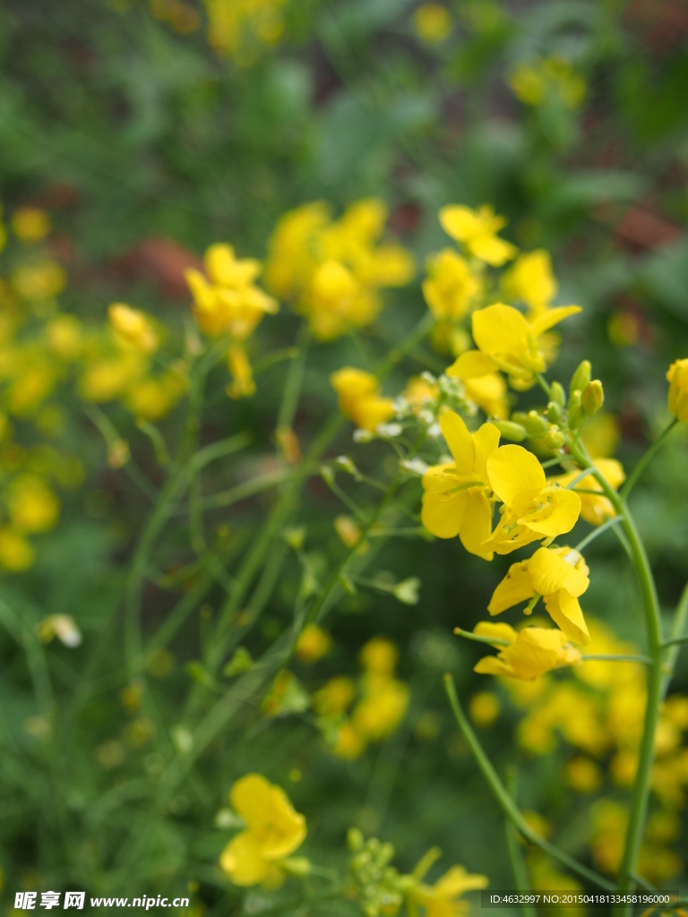 油菜花