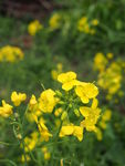 油菜花