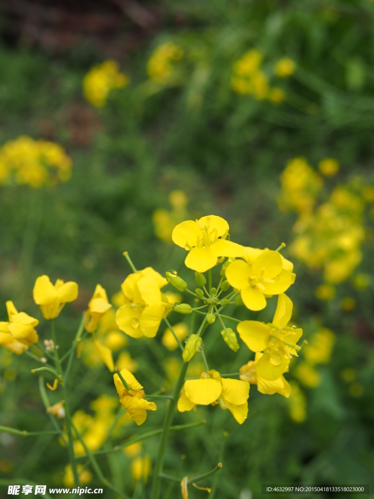 油菜花