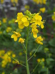 油菜花