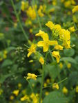 油菜花