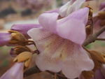 梧桐花