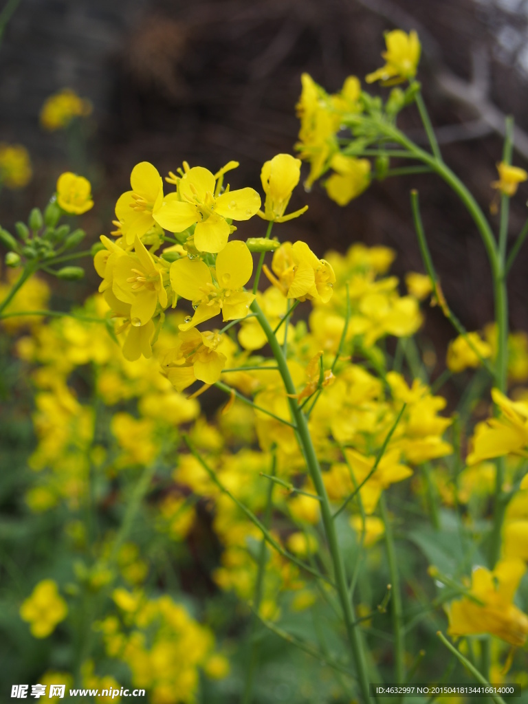 油菜花