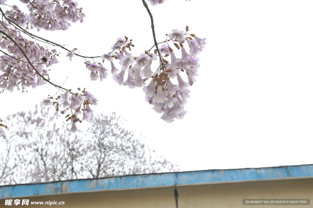梧桐花