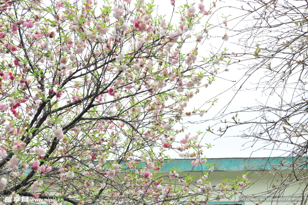 桃花 桃树