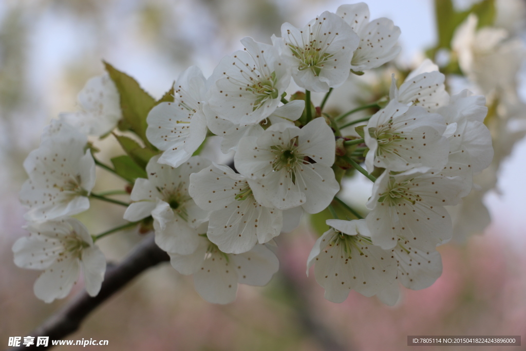 春天白色花朵