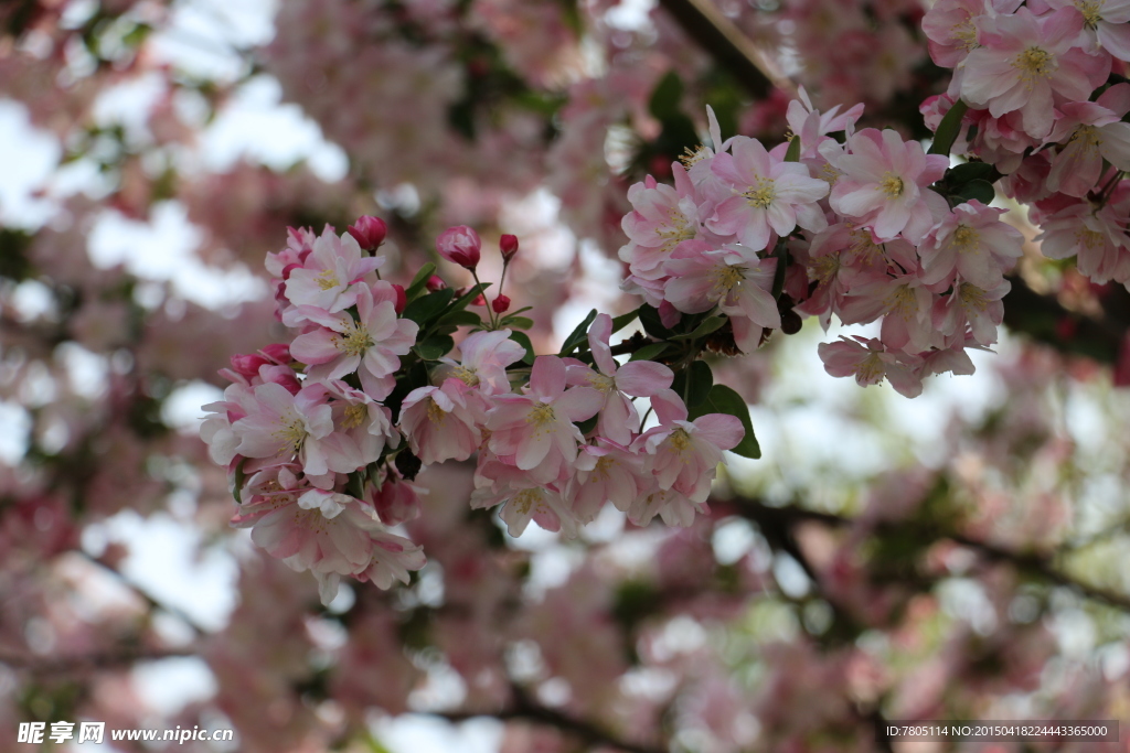 春天粉红色海棠