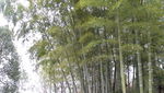 竹林