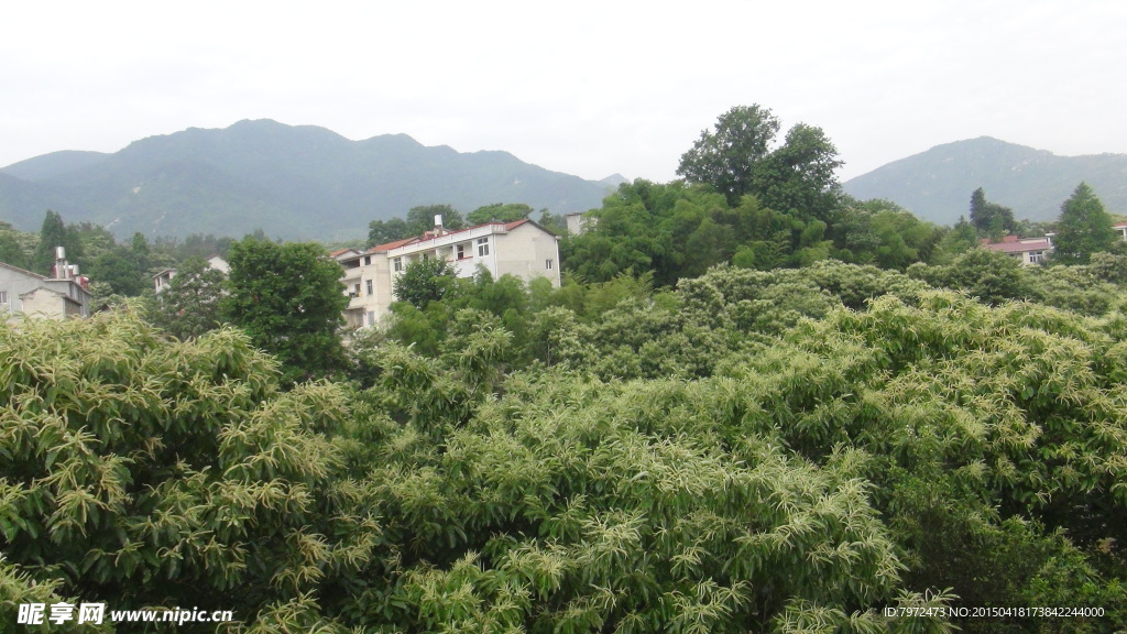 开花栗林
