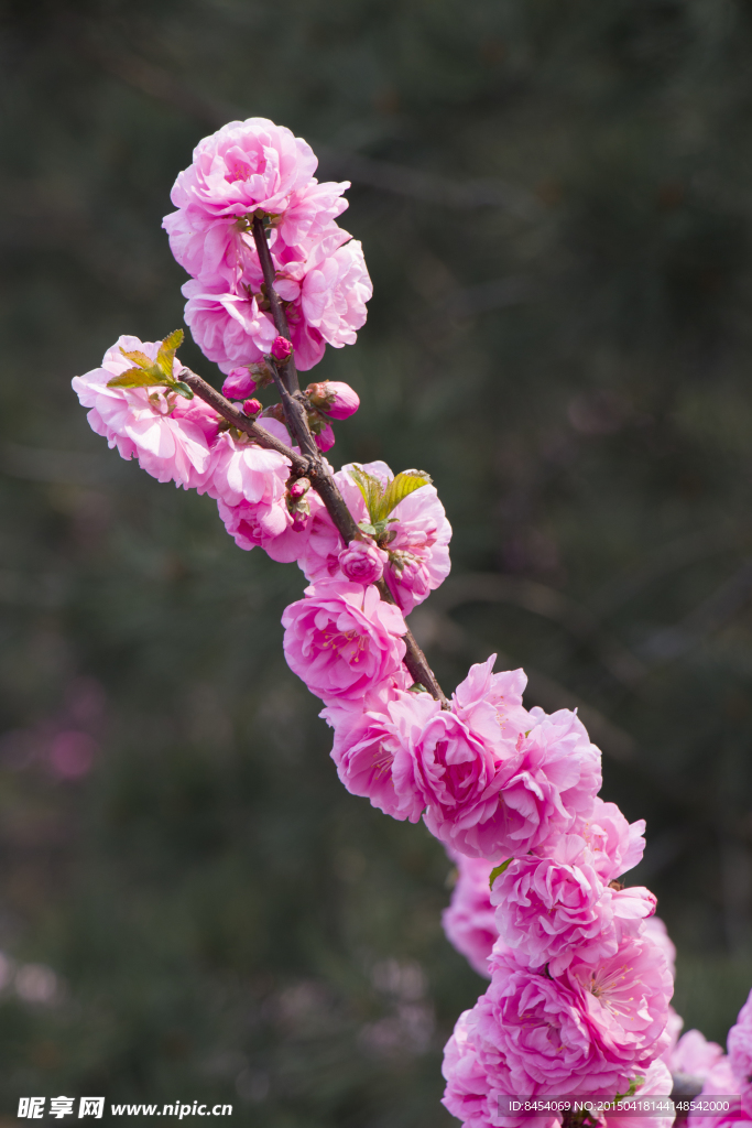 榆叶梅花