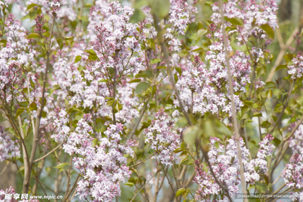 紫丁香花