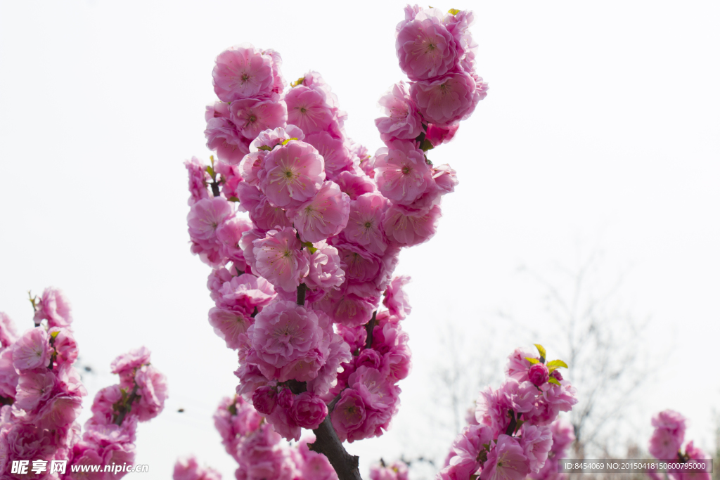 榆叶梅花
