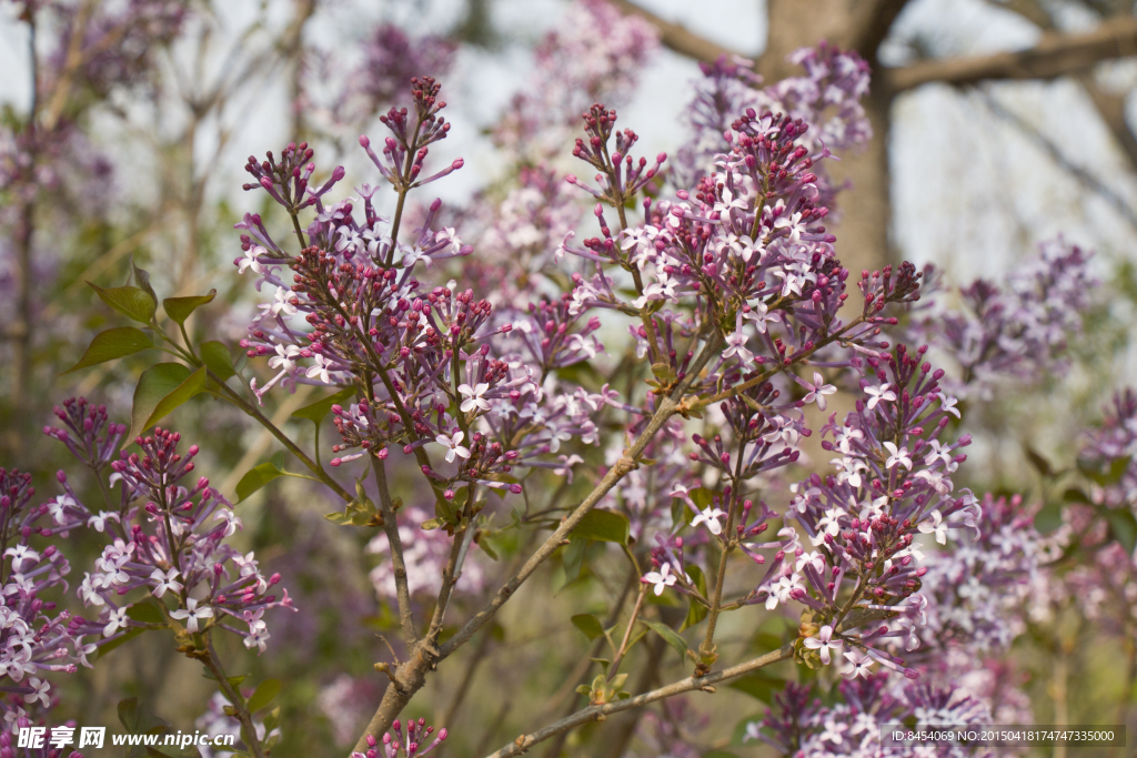 丁香花