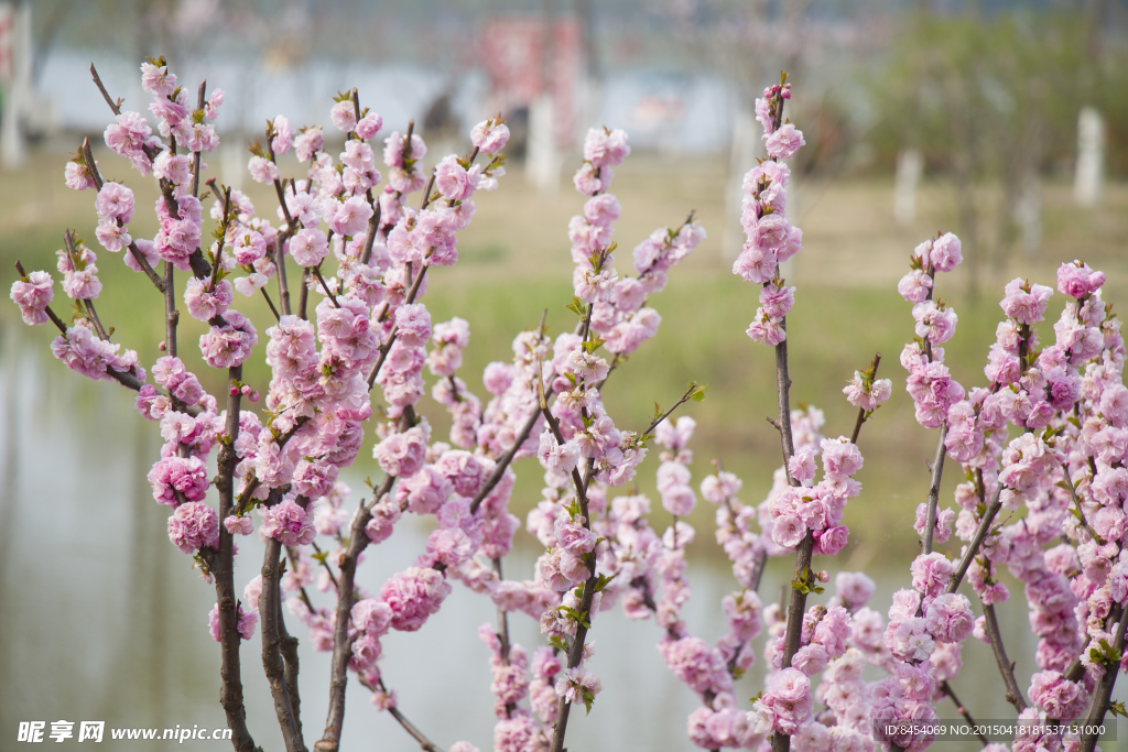 榆叶梅 花卉 梅花 花枝 树枝