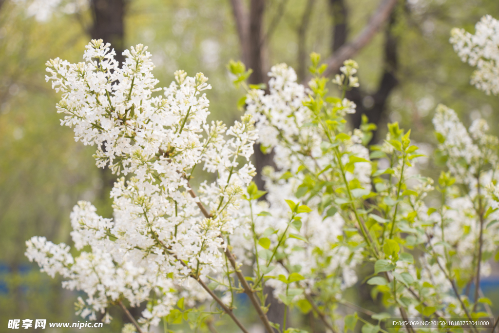 丁香花