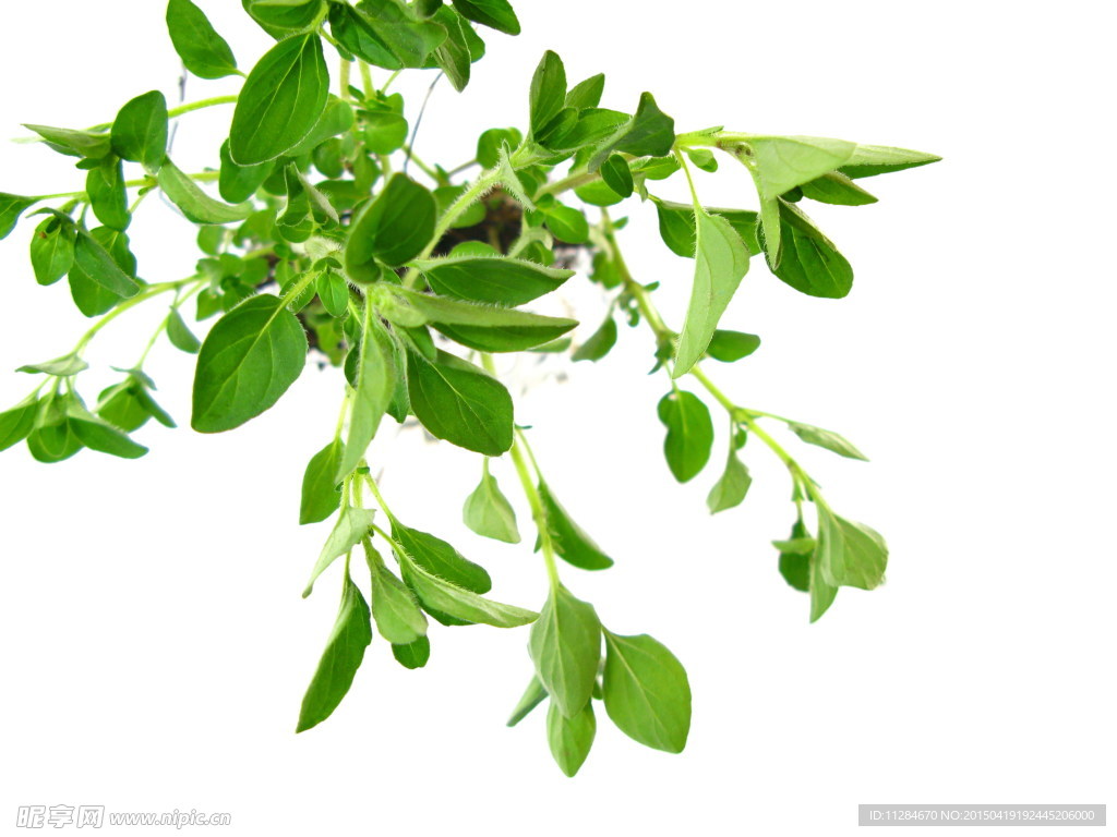 绿色小植物