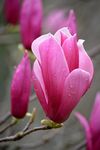 鲜花
