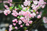 鲜花