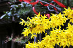 迎春花