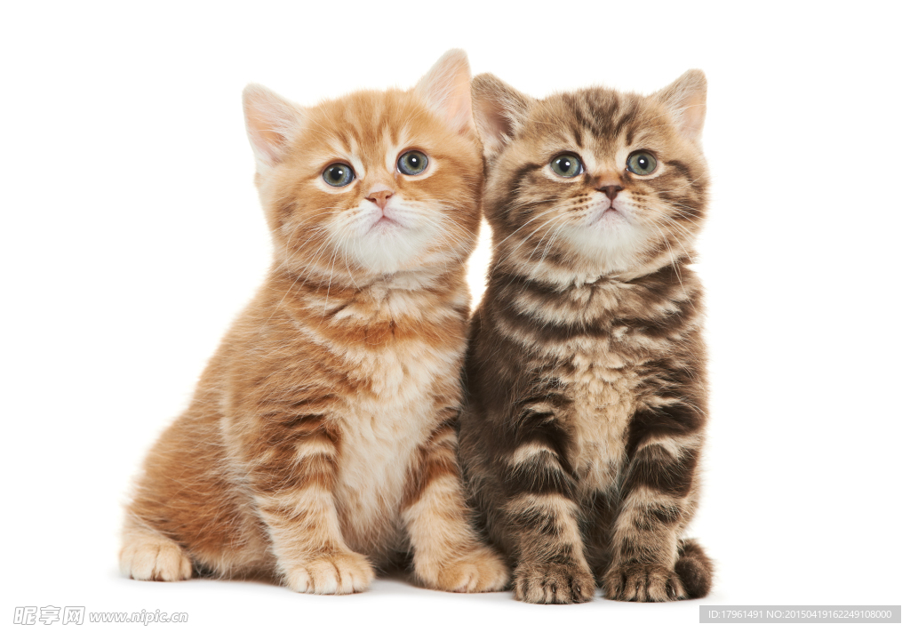 可爱小猫