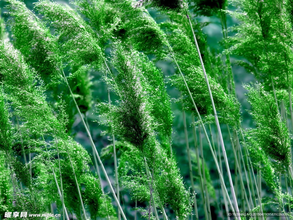 绿草