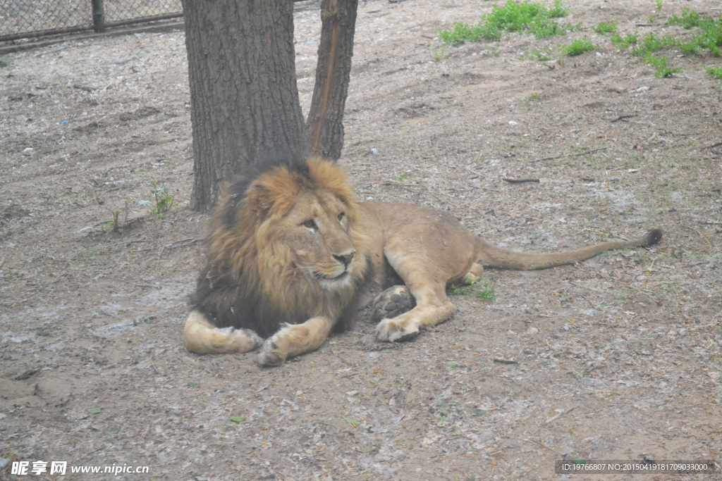 野生动物园狮子