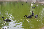 池塘黑天鹅高清图