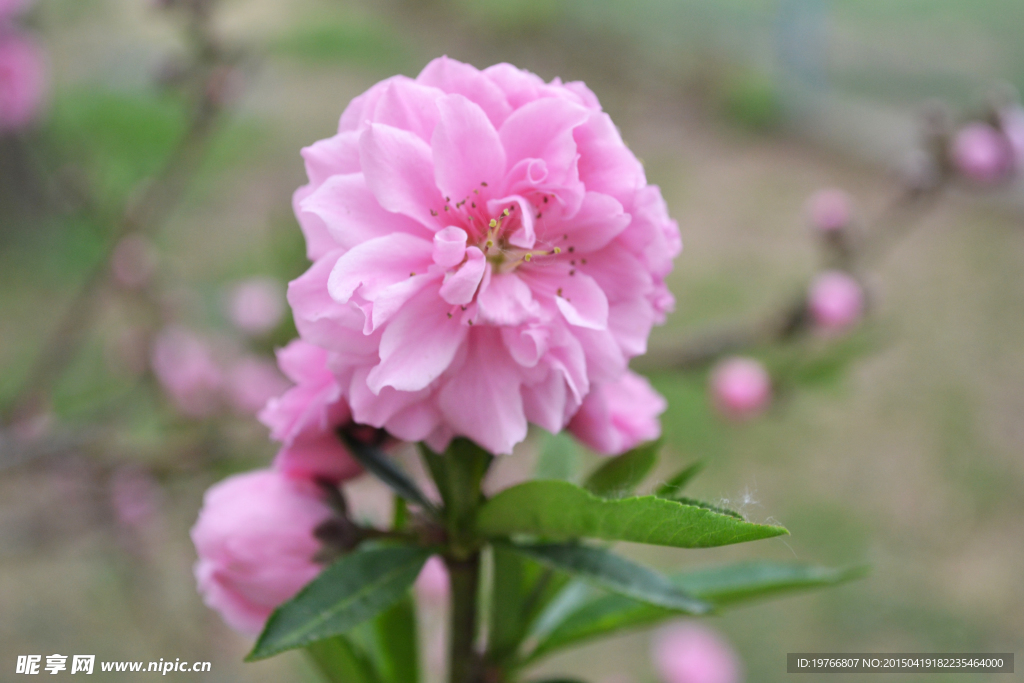 粉色花朵细节高清图