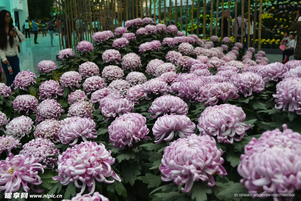 紫色菊花细节高清图