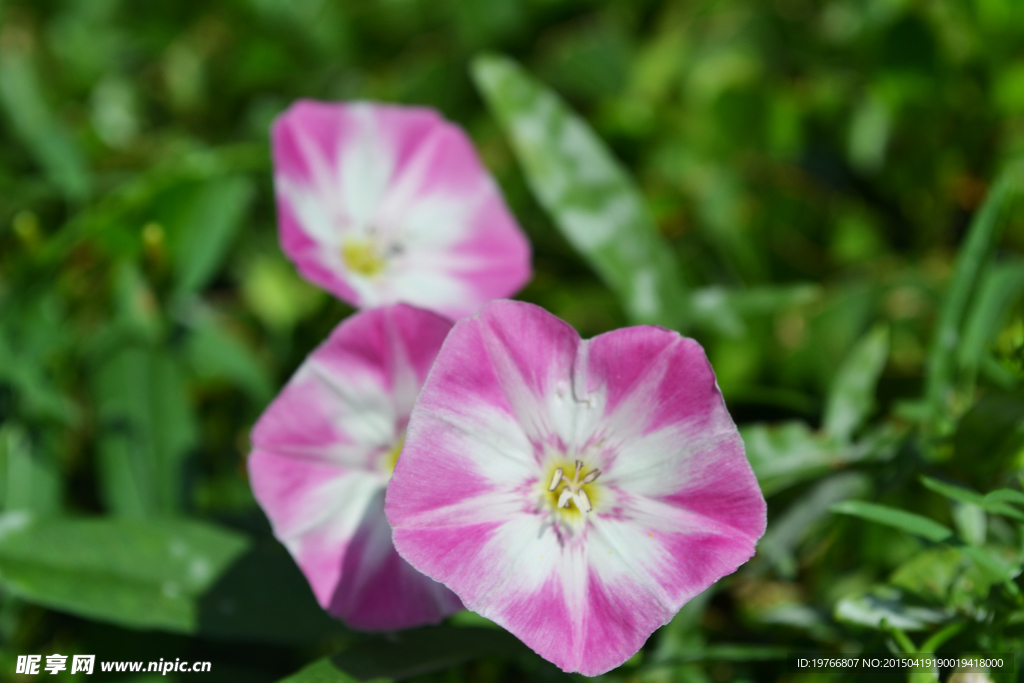 牵牛花细节高清图