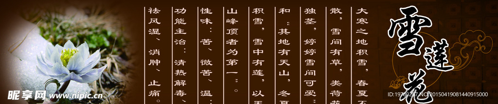 中药  补品  雪莲花
