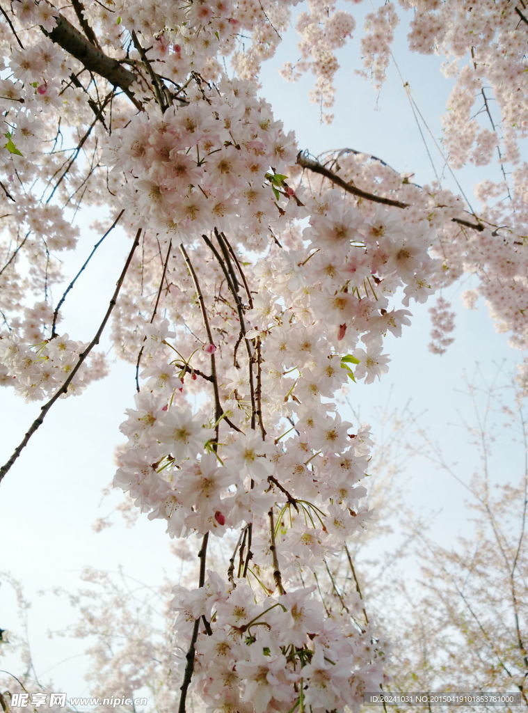 樱花