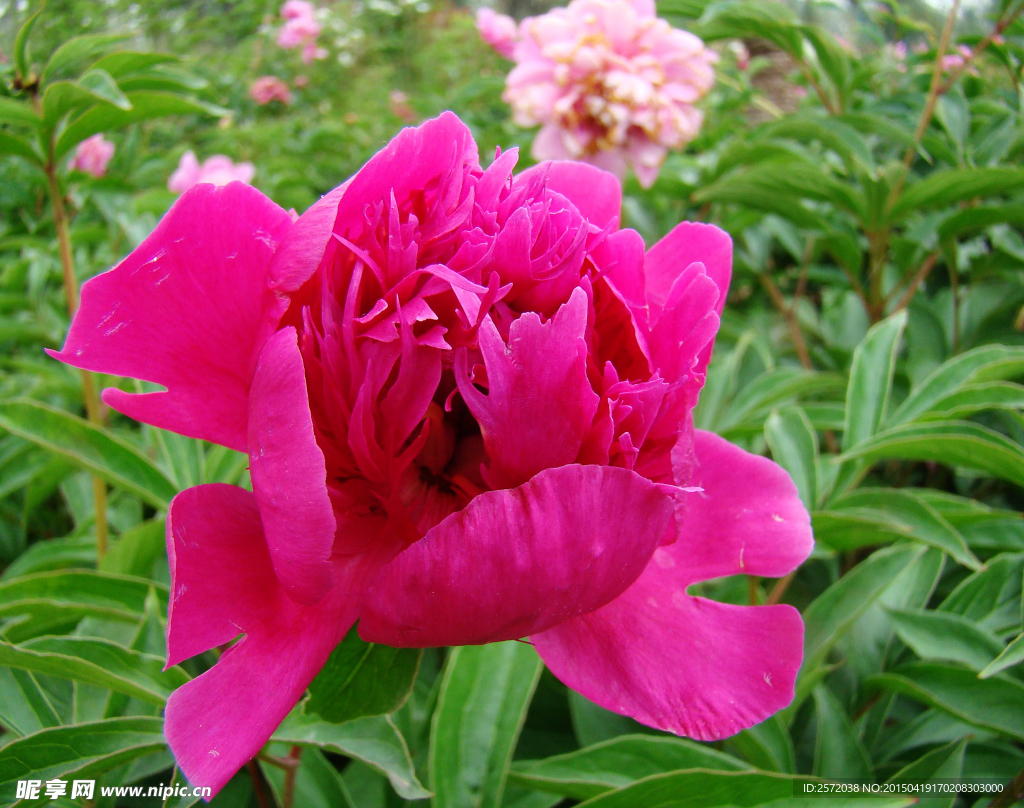芍药