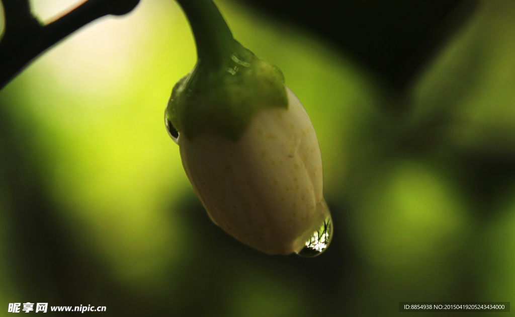 雨中柚子花