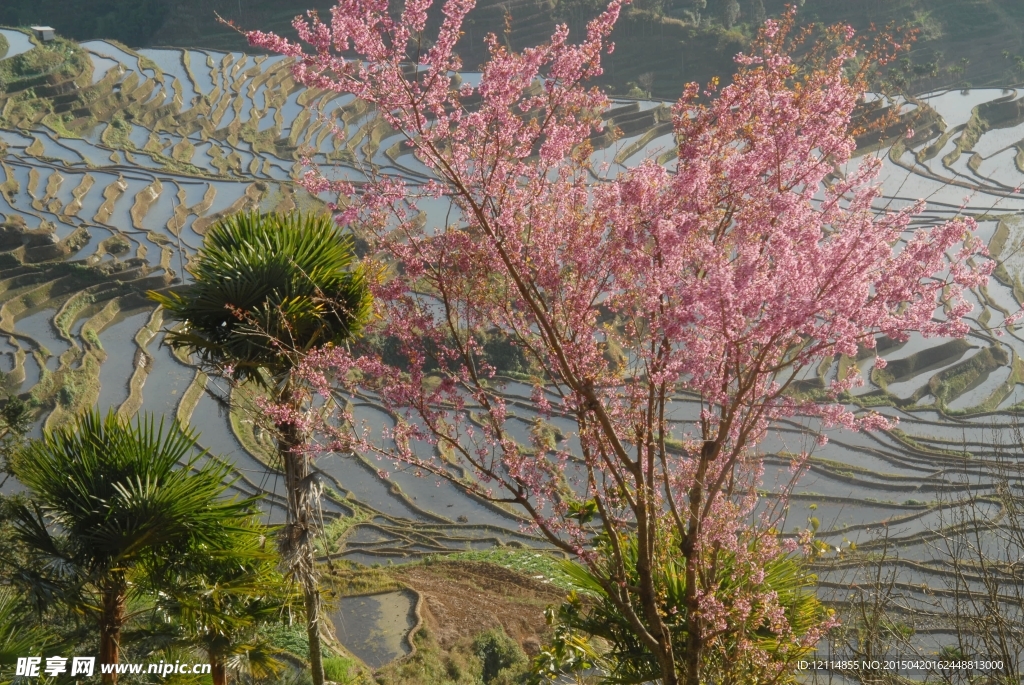 红河甲寅梯田风光