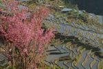 红河甲寅梯田风光