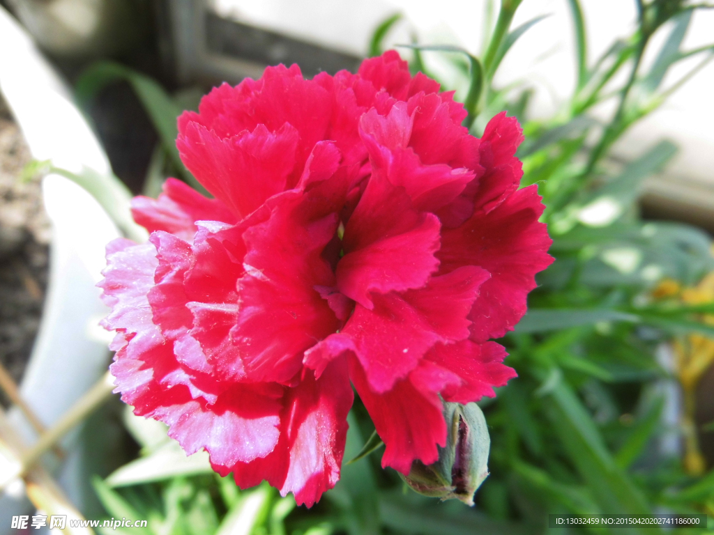 鲜花