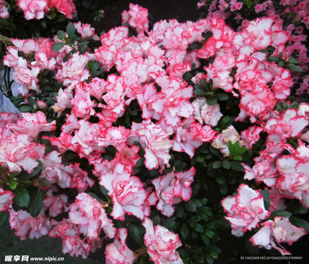 鲜花