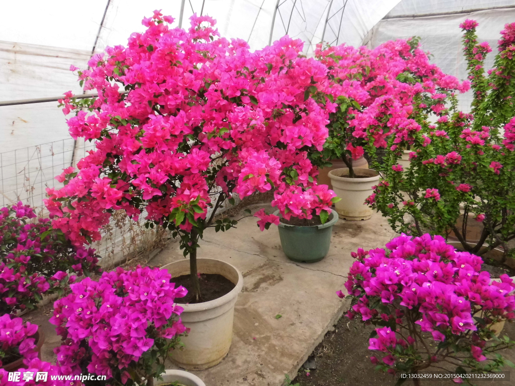 花