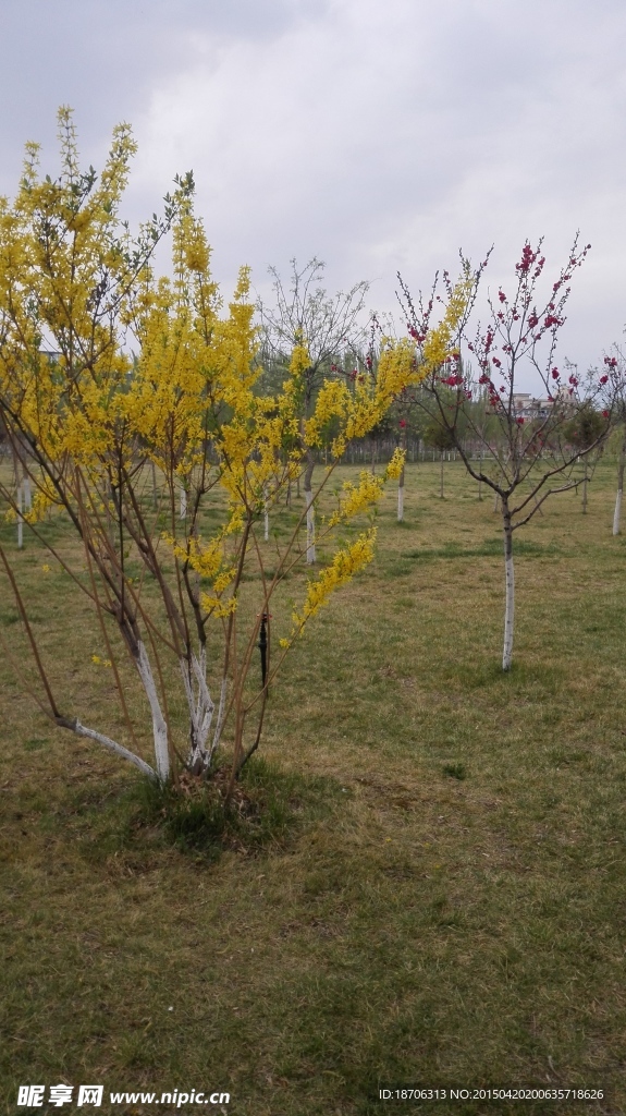 迎春花