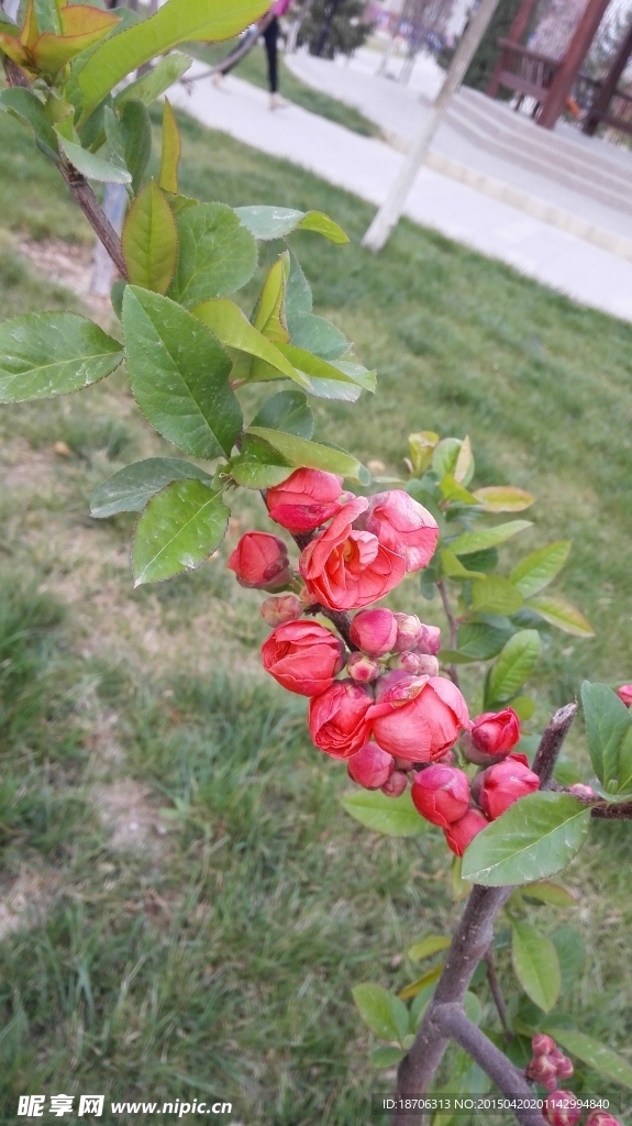桃花
