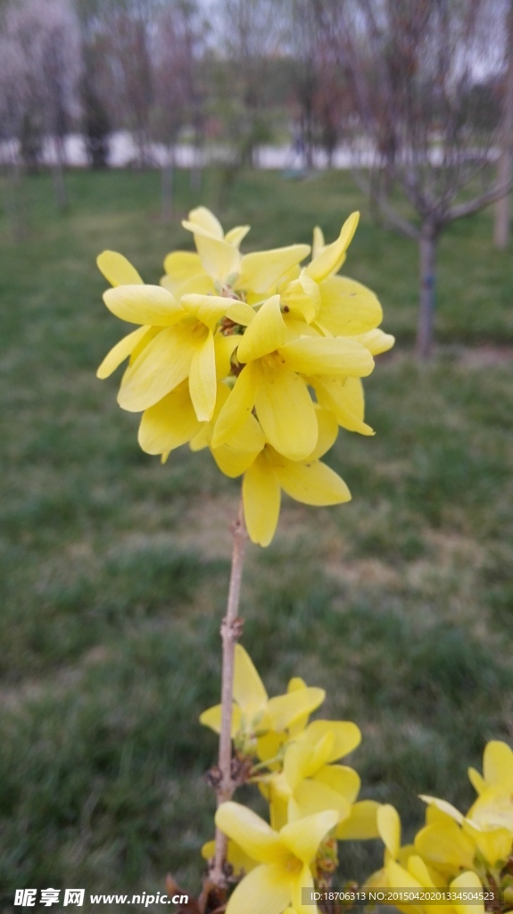迎春花
