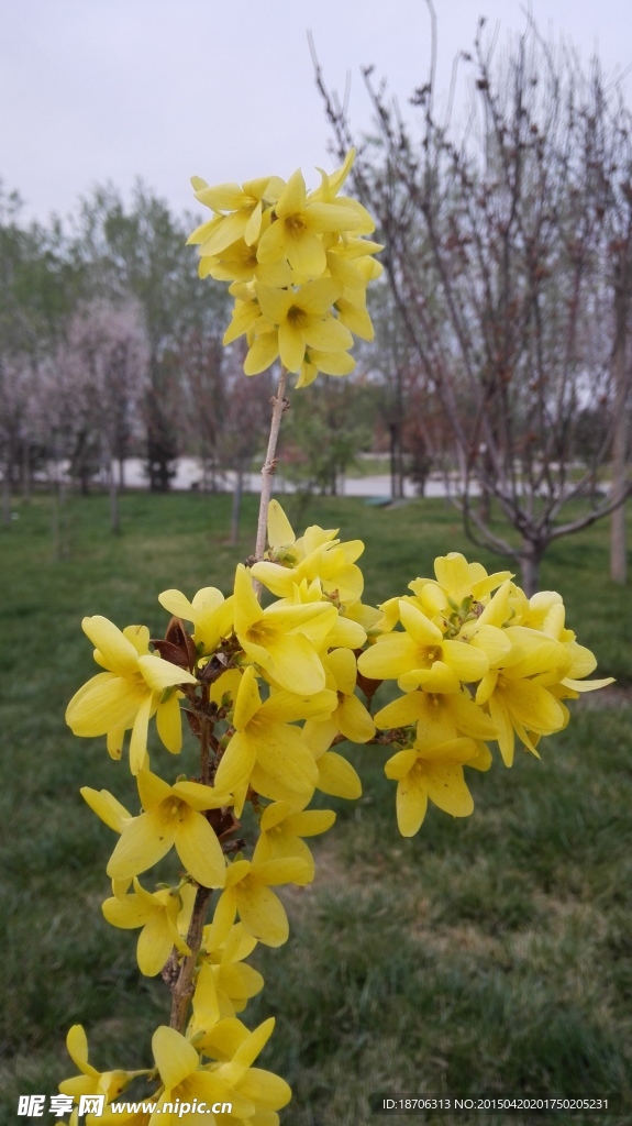 迎春花