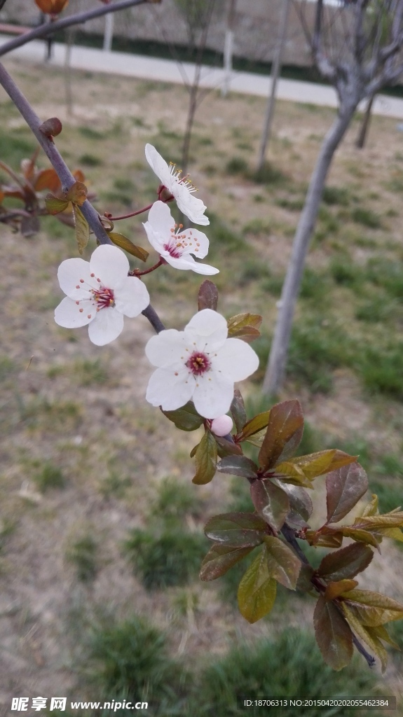 迎春花